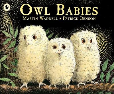 Owl babies